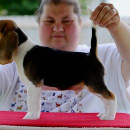 Beagle Puppies from Richmark Beagles