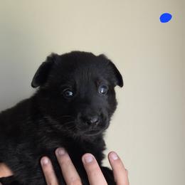 Blue Collar - Black male German Shepherd puppy in Omaha, Nebraska from Von Schwarzen Herz German Shepherds
