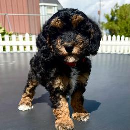 Scarlet Witch (avengers) - Phantom female Poodle puppy in Henefer, Utah from Mountain Valley Poodles