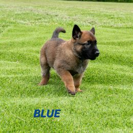 BLUE - Fawn sable Belgian Malinois puppy in Paragould, Arkansas from DANGER CLOSE MALINOIS