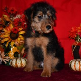 Boo - Black and tan male Welsh Terrier puppy in Draper, Virginia from Shady Oaks WFT