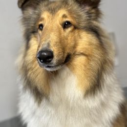 Annie - Collie