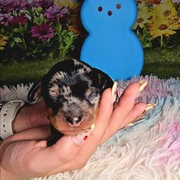 The Penguin - Dapple male Dachshund puppy in Rio Grande City, Texas from Hounds All Night
