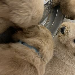 Golden Retriever Puppies from Golden Wise