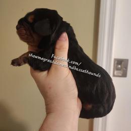 Blue collar - Black tan and white male Basset Hound puppy in Alton, Illinois from Show Me Great Danes and Basset Hounds