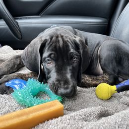 Great Dane Puppies from Sovereignty Woods Great Danes