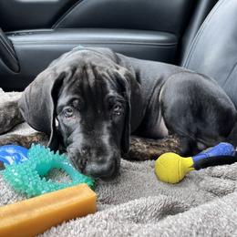 Great Dane Puppies from Sovereignty Woods Great Danes