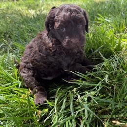 Girl 2 - Chocolate female Goldendoodle puppy in Hobbs, New Mexico from Goldie Locks Golden Retrievers & Doodles