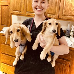 Dachshund Puppies from Northwest Dachshunds