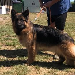 Gracie - German Shepherd