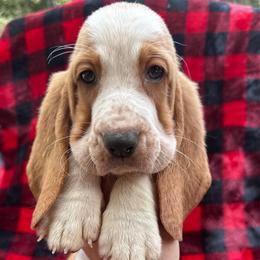 Aly - Red and white female Basset Hound puppy in Cleveland, Tennessee from Smokey Mtn Bassets