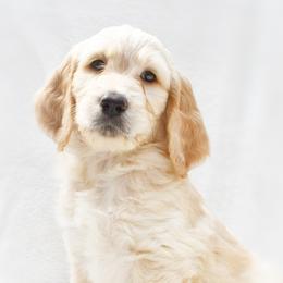 Goldendoodle Puppies from Penny Lane’s Doodles