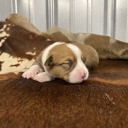 M-3 - Red male Pembroke Welsh Corgi puppy in Linden, Texas from W&W “lil” Wrangler Corgis