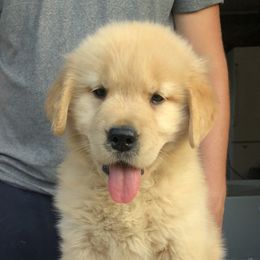 Golden Retriever and Labrador Retriever Puppies from Emerald Knoll