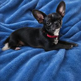 Gabe - Chihuahua