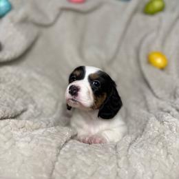 Dottie - Piebald female Dachshund puppy in Blackfoot, Idaho from 208 Weenies