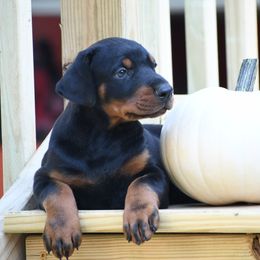Solo - Black and rust male Doberman Pinscher puppy in Overton, Texas from Obsidian Kennel