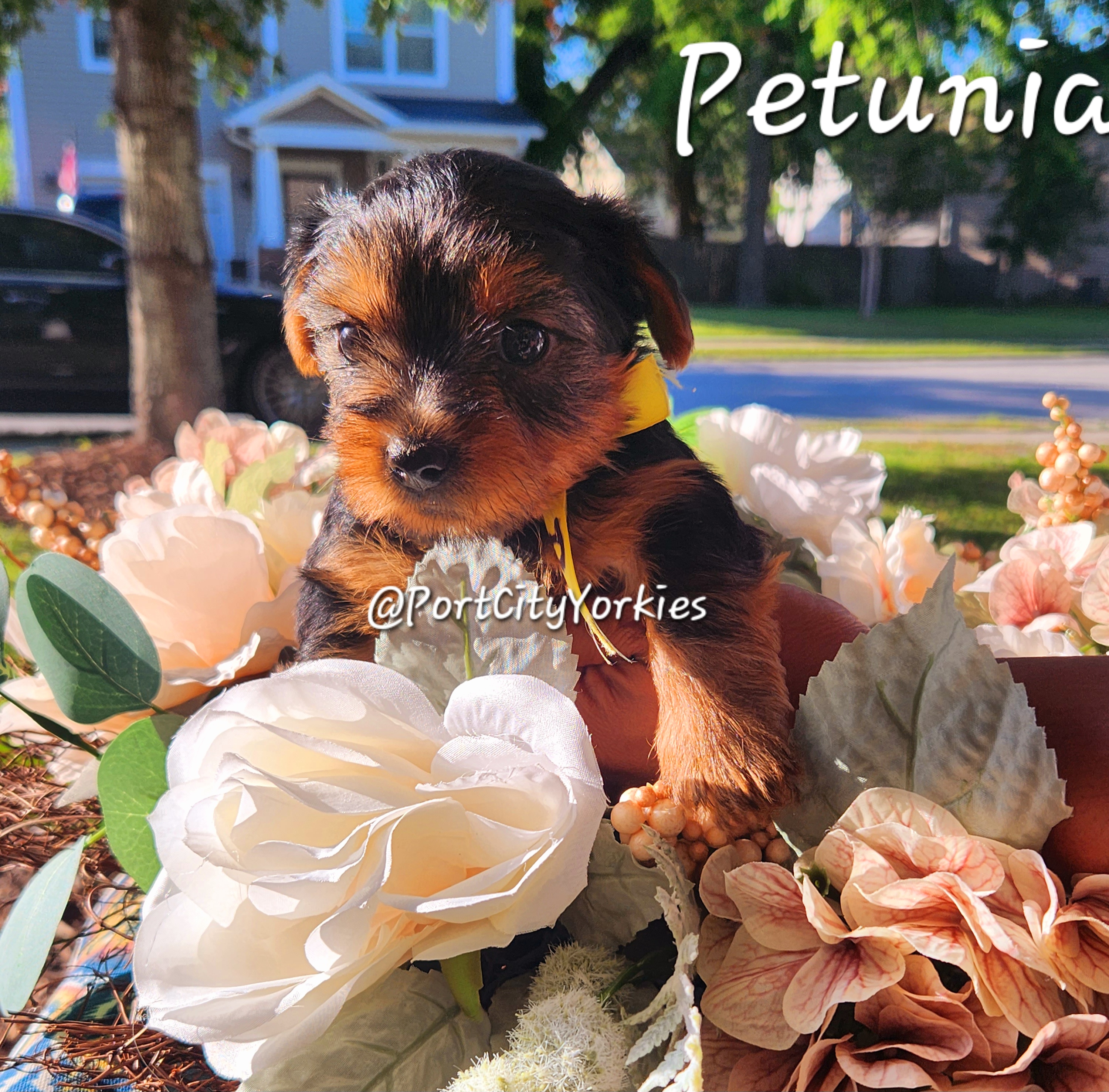 Yorkshire Terrier Puppies from Port City Yorkies LLC