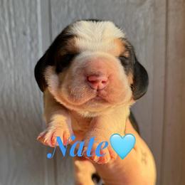 Nate - Black brown and white male Basset Hound puppy in New Mexico from Long Dog Ranch