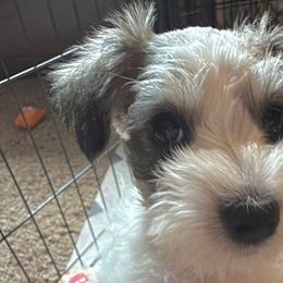 Miniature Schnauzers from Poppy’s Mini Schnauzers