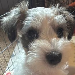 Miniature Schnauzers from Poppy’s Mini Schnauzers