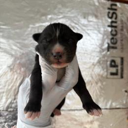 Boy 4 - Black and white male Siberian Husky puppy in Uhland, Texas from Siberian Huskies