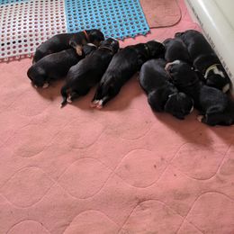 Bernese Mountain Dog Puppies from Baby Bear Bernese Kennel