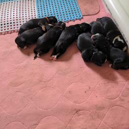 Bernese Mountain Dog Puppies from Baby Bear Bernese Kennel