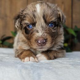 Brown collar - Red merle male Australian Shepherd puppy in Coulee City, Washington from Mr and Mrs Doodle Farm