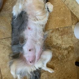 Phoebe - Border Collie