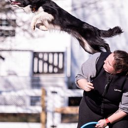 Border Collies from Horizon Kennels