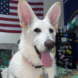 German Shepherd All Grown Up from Freiheit Von Himmel  Shepherds