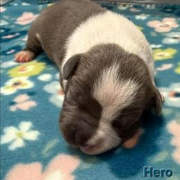 Hero - Blue male American Staffordshire Terrier puppy in Clintwood, Virginia from SkyBlue Kennel