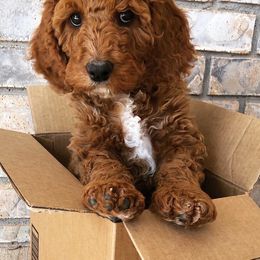 Cavapoo Puppies from Cedar Sprout Puppies