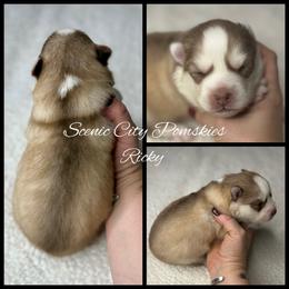Ricky - Red and white male Pomsky puppy in Rossville, Georgia from Scenic City Pomskies