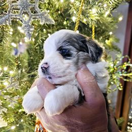 Australian Mountain Doodle, Bernedoodle, Companion Cross, and Shihpoo Puppies from Perfect Companion Puppies