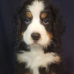 Girl 1 - Tri-color Bernese Mountain Dog puppy in Francisco, Indiana from Kate's Country Canines