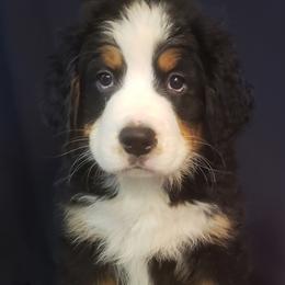 Girl 1 - Tri-color Bernese Mountain Dog puppy in Francisco, Indiana from Kate's Country Canines