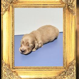 Sir Windsor - Cream male Dachshund puppy in Splendora, Texas from Ram’s Kennels
