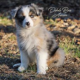 Mimosa - Blue merle female Australian Shepherd puppy in Burbank, South Dakota from Dakota Rose Aussies