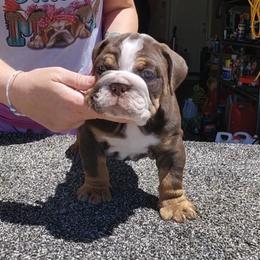 Chocolate - Chocolate tri-color male Bulldog puppy in Marysville, California from Vaca Bulldogs