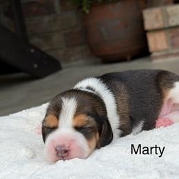 Marty - Black tan and white male Beagle puppy in Mansfield, Missouri from Rippee Creek Kennel