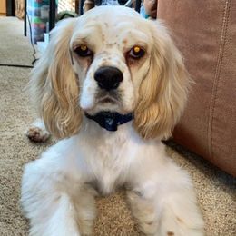 Bentley - Cocker Spaniel