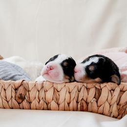 Bernedoodle Puppies from Sugar Valley Doodles
