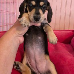 Abby - Black and cream female Dachshund puppy in El Paso, Texas from Mells Weenies