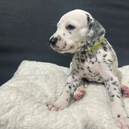Girl lime - Dalmatian puppy from dreamz_dalmatianz101