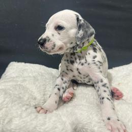 Girl lime - Dalmatian puppy from dreamz_dalmatianz101