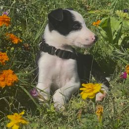 Boy 3 - Black and white male Border Collie puppy in Temecula, California from Joni Gibson's Border Collies