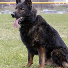 Paxx - German Shepherd