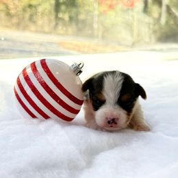 Jessica - Parti female Yorkshire Terrier puppy in Nesbit, Mississippi from Bluff City Yorkies